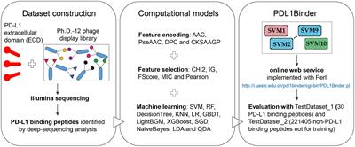 PDL1Binder: Identifying programmed cell death ligand 1 binding peptides by incorporating next-generation phage display data and different peptide descriptors